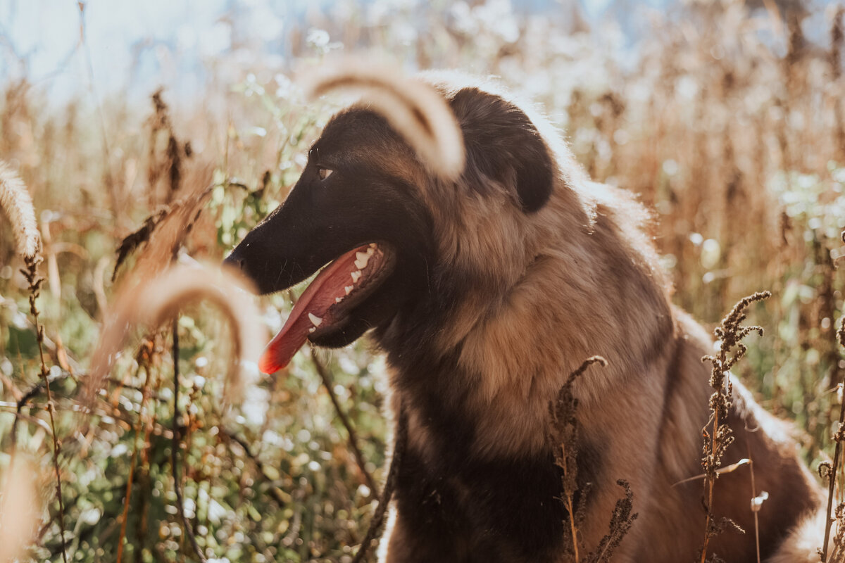 Estrela Mountain Dog by the lake-11