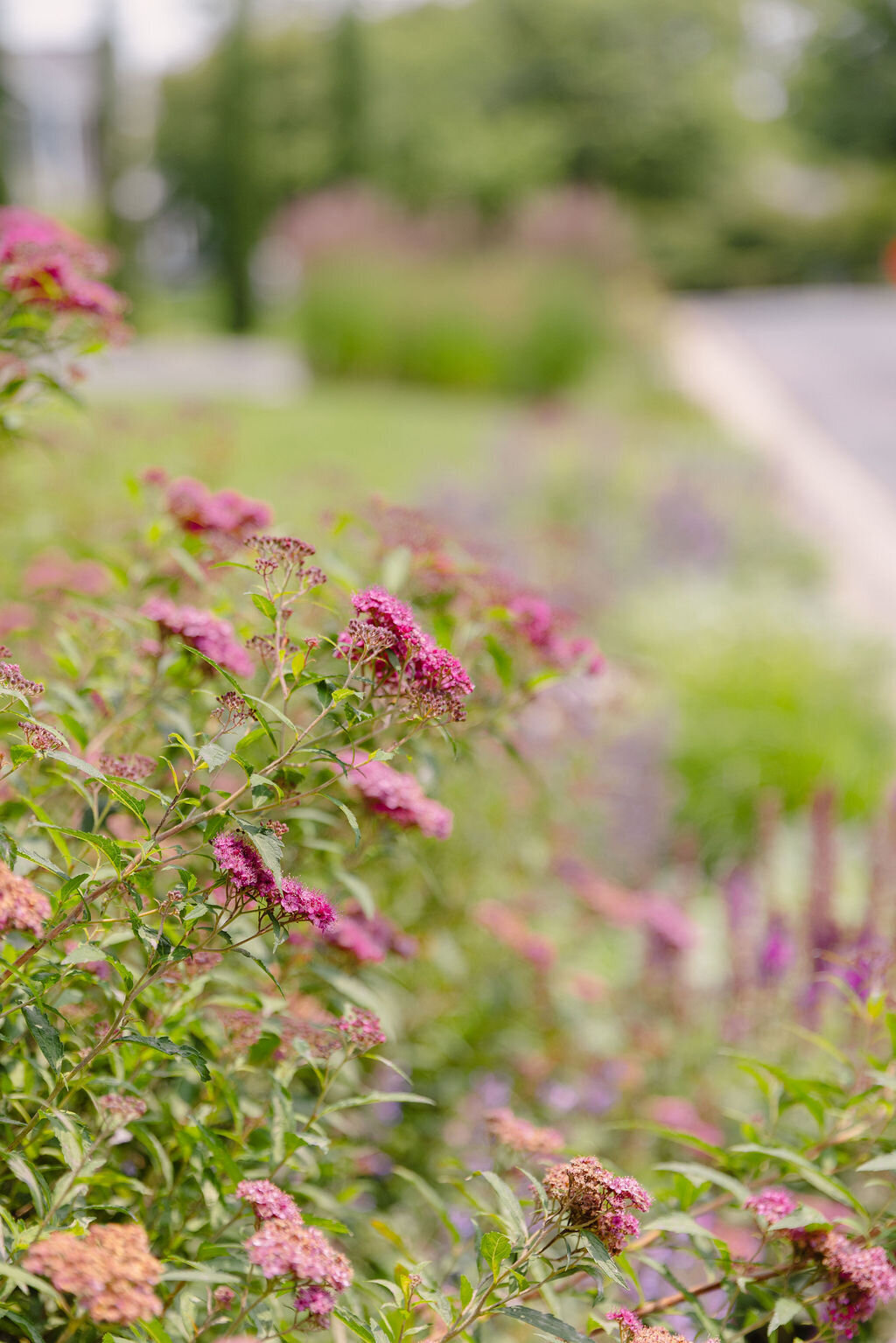 Lanier Landscapes DMV Landscape Designer 9