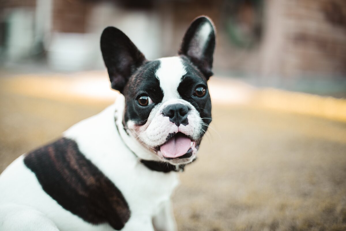 anima-visual-hYbOiT_PD2A-unsplash