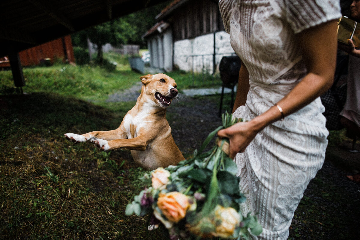 TTWWR-Animals-at-weddings-2048-23