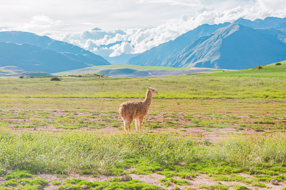 032-KBP-Peru-Cusco-Sacred-Valley-Llamas-002