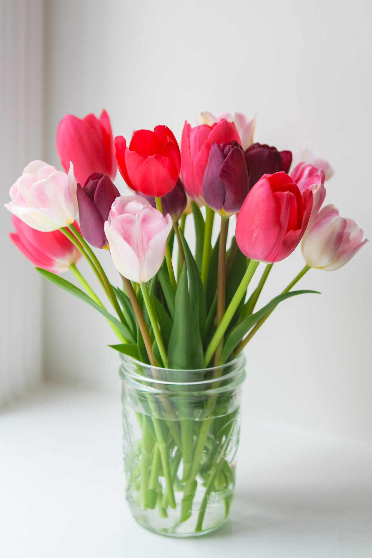 tulips-garden-flowers