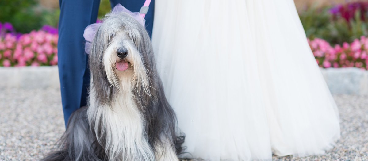 Gray and White Sheepdog with Bride and Groom photo