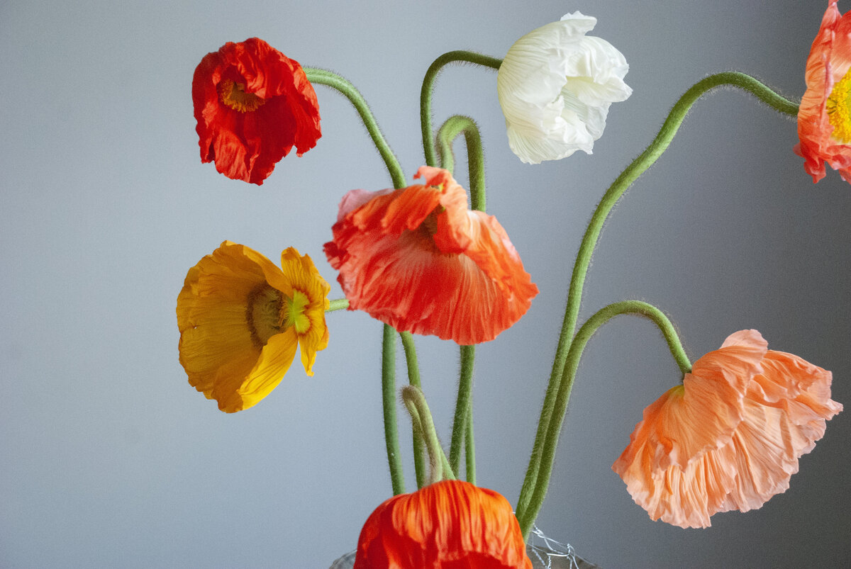 Fleurish-Arrangements | 03.26.25-065