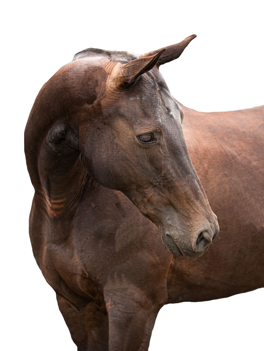 20230709_kya-photography-equestrian-photographer_0027