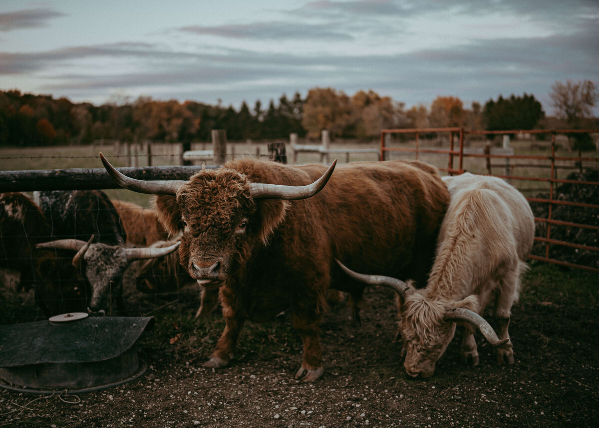 Gorgeous cattle graze with a stunning autumn evening backdrop.