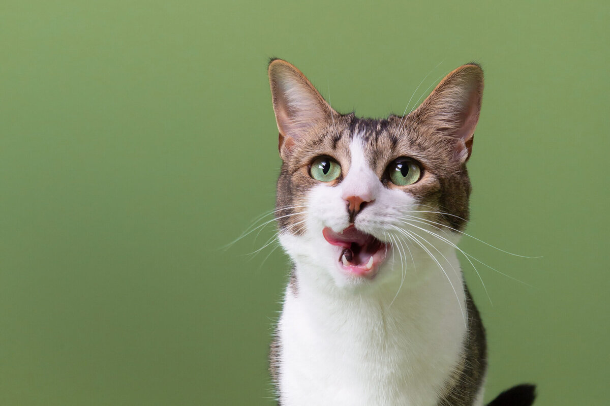White and tabby cat licking its lips on olive green backdrop