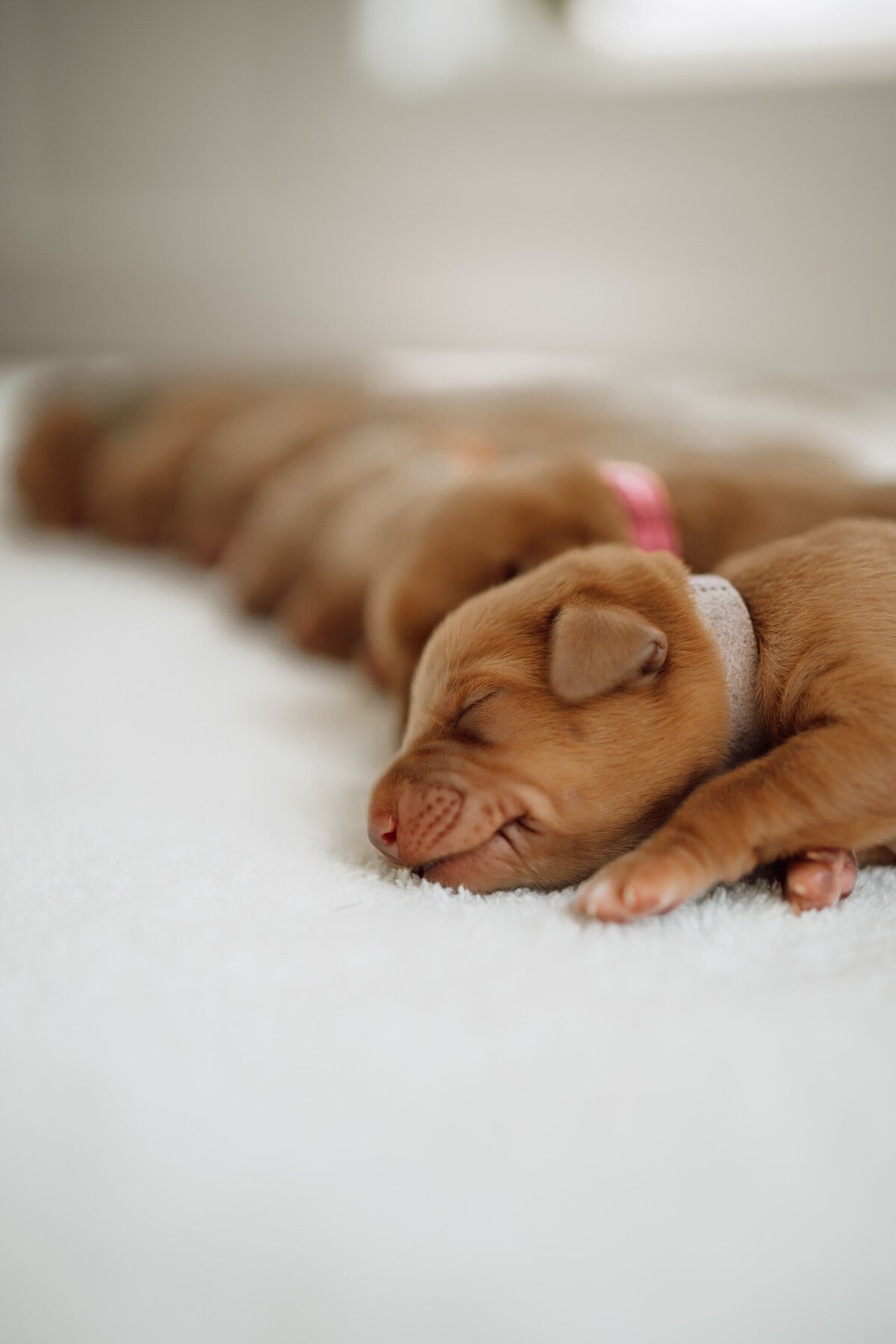 Baby Labrador Retriever Puppies Sleeping