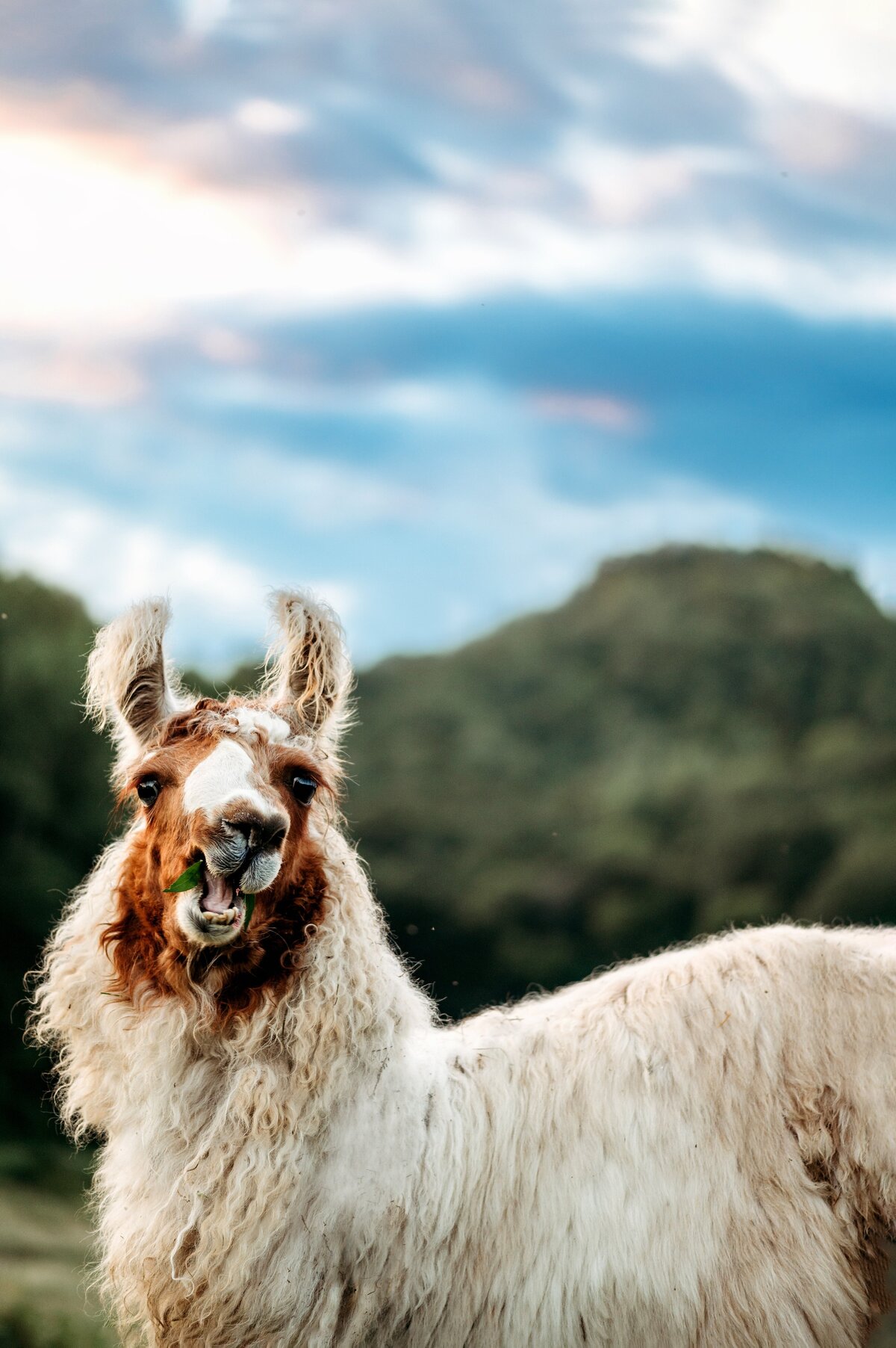 Llama McKennaPattersonPhotography