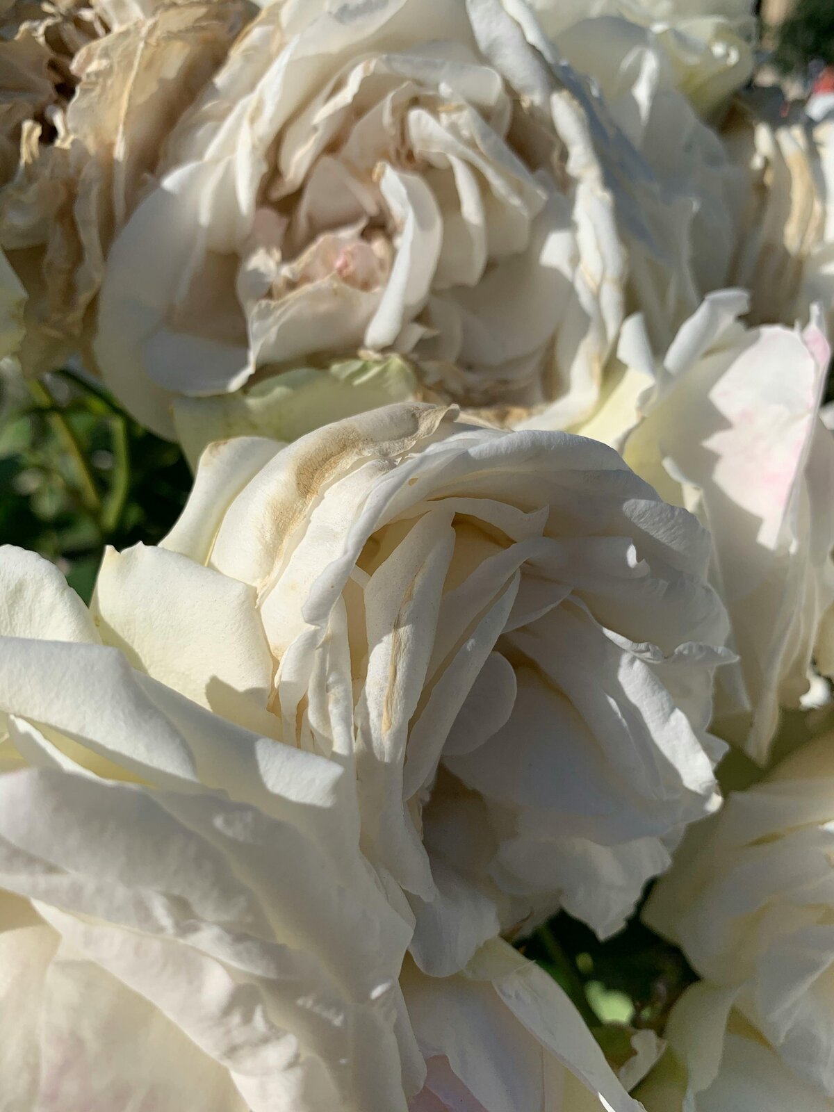 pexels-eugenia-remark-5767088-15176452