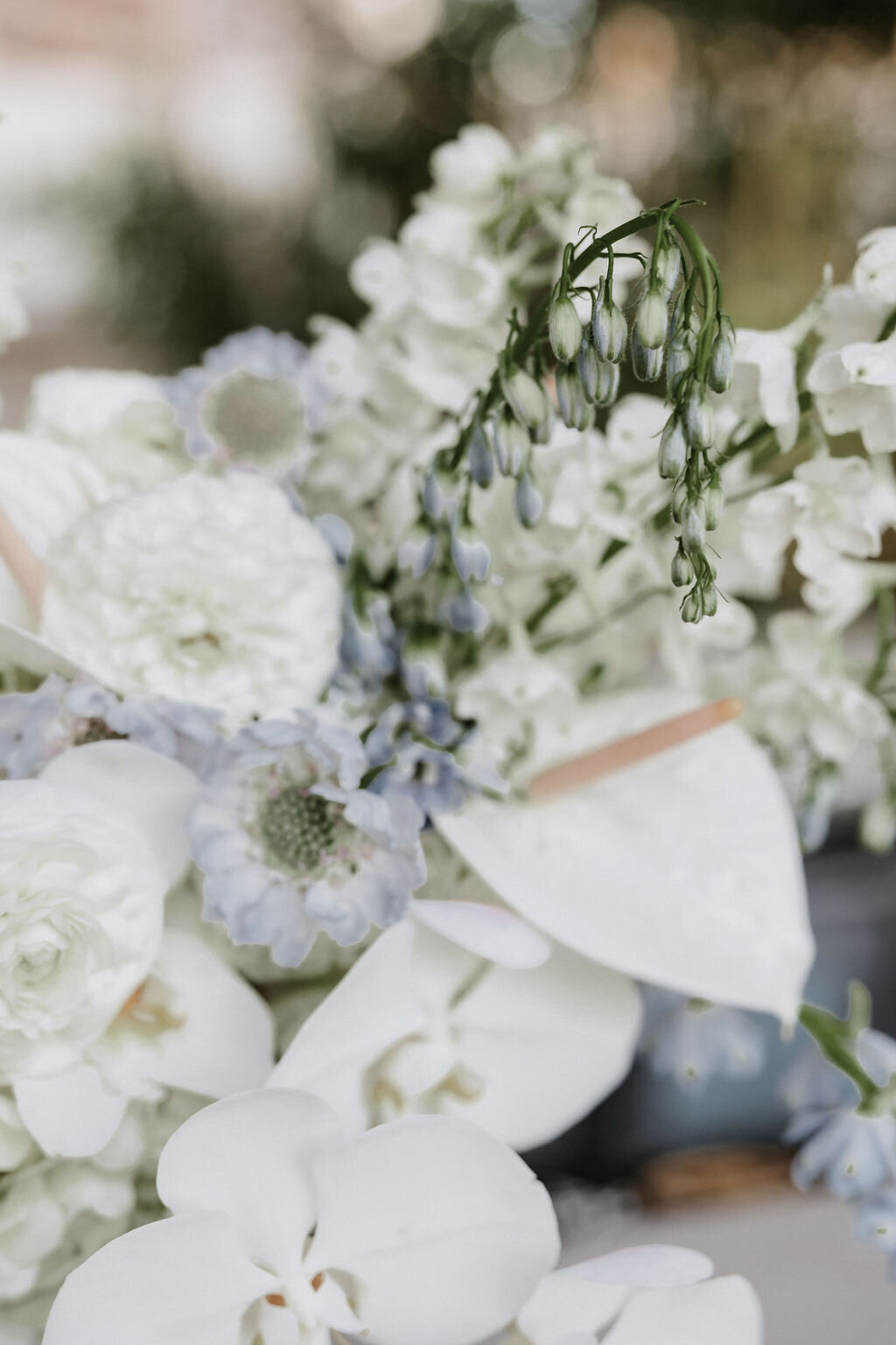 white and blue flowers up close