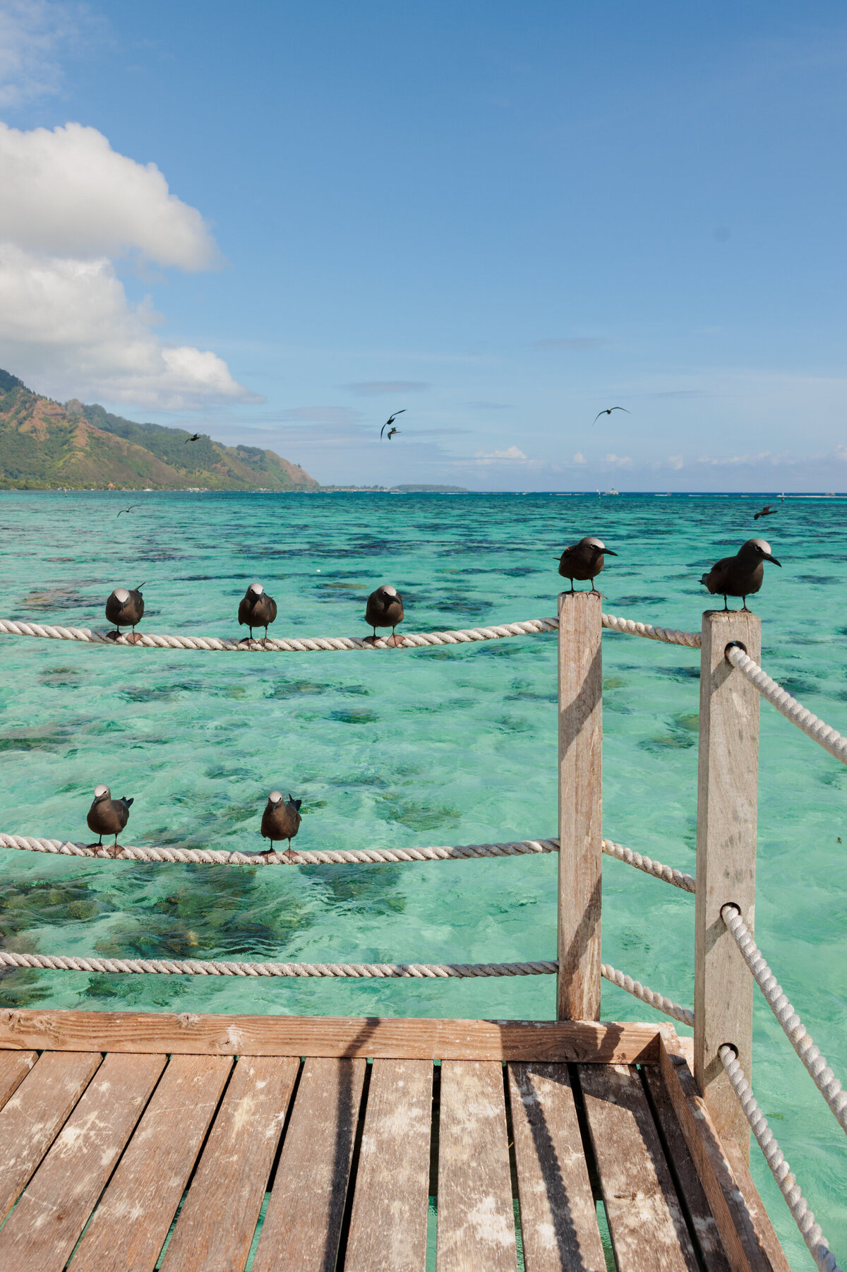 birds-on-dock-tahiti-elopement