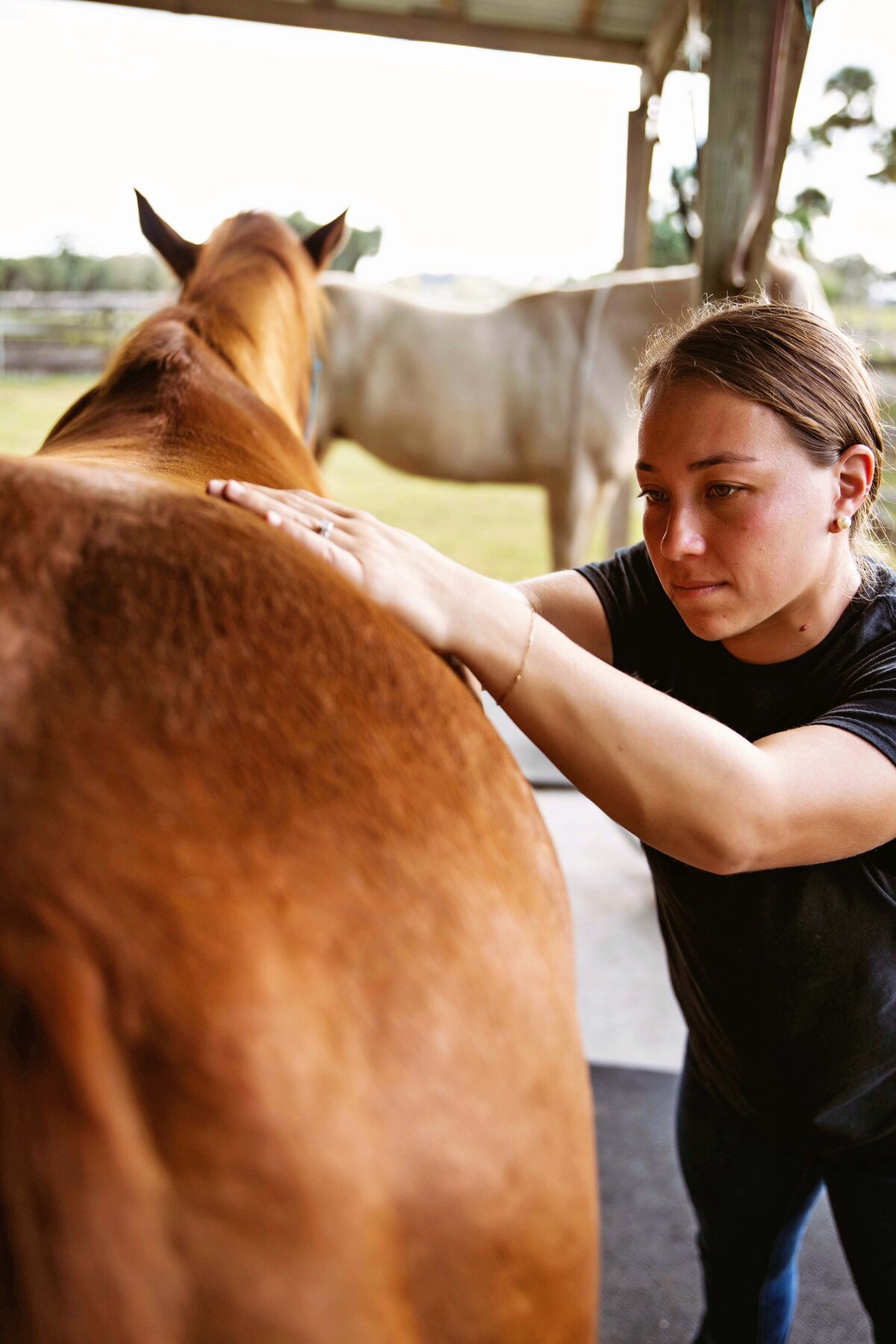horse care photography - lynn dee photography