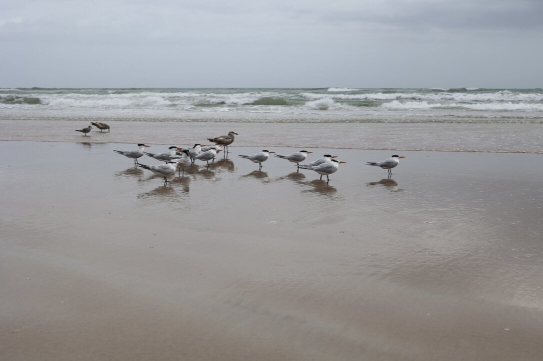 478BD3C7-8BCD-4DB1-9895-D5F7B7FF28D2_1_105_c