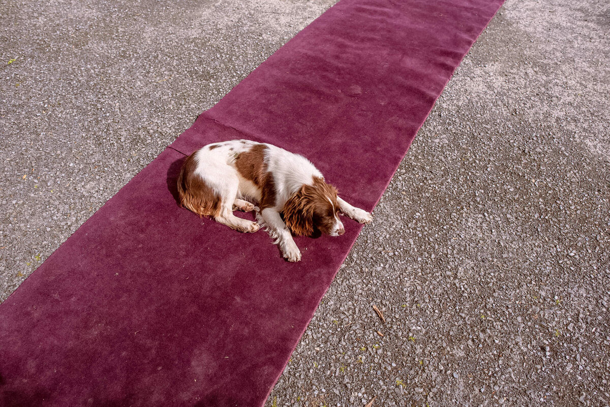 121 limerick-wedding-dog