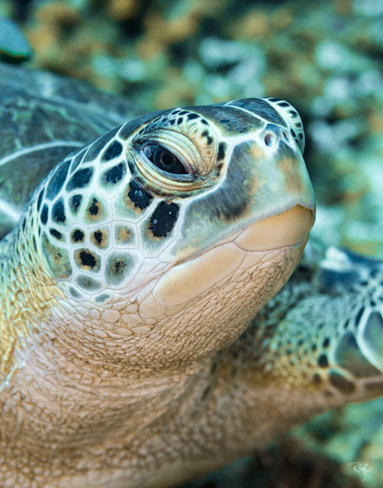 RGEORGE_2019_Roatan2019_5B9A0442_0183