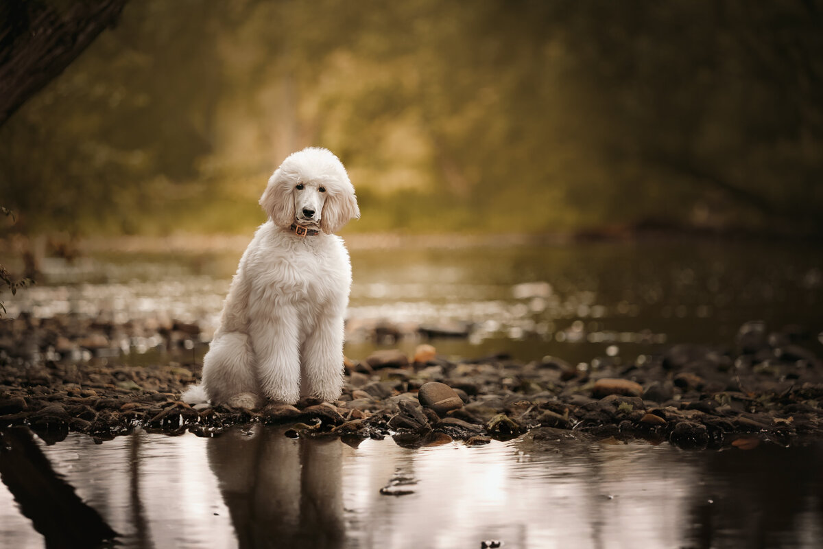 poodle professional portrait