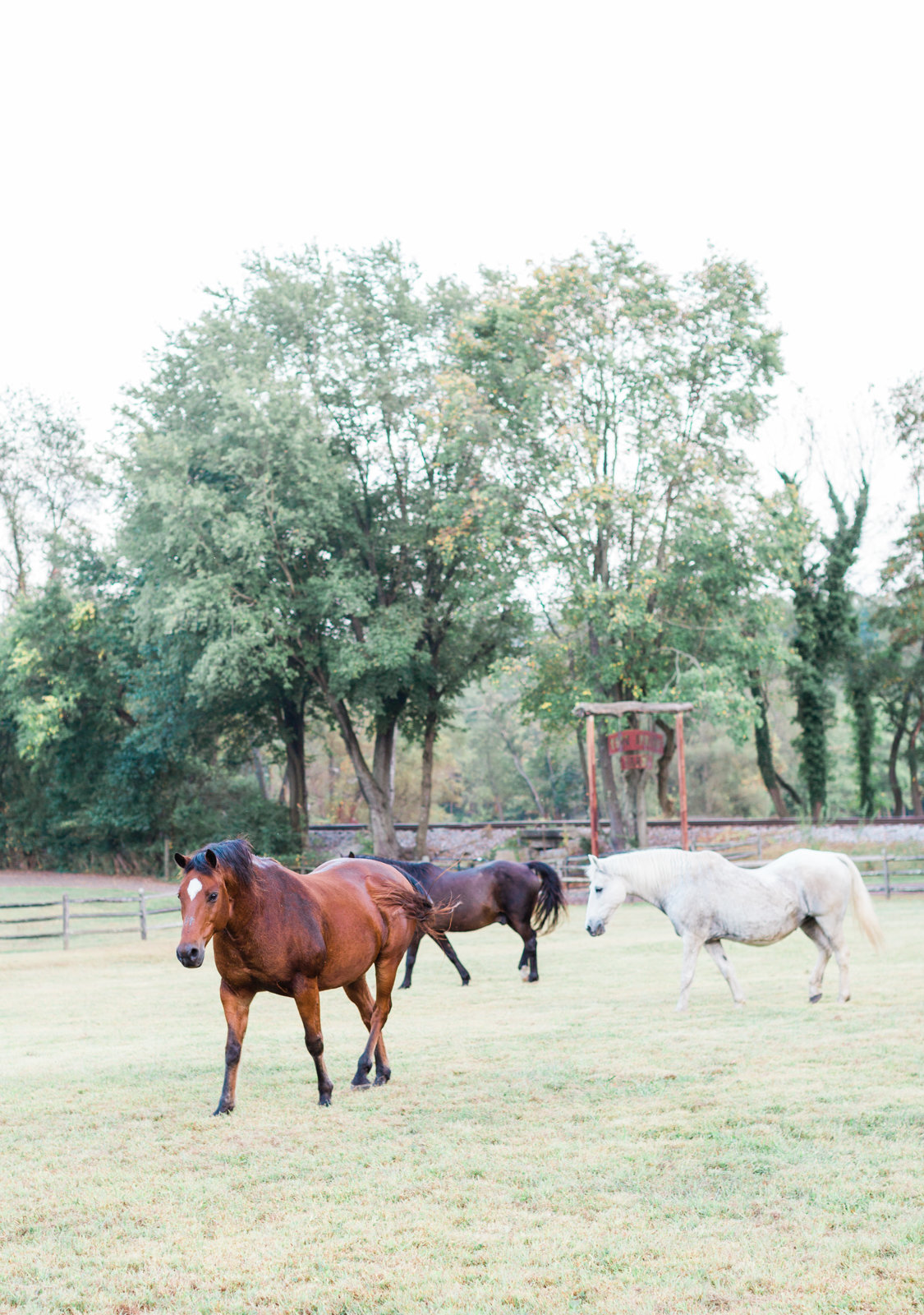 Barn and horse wedding