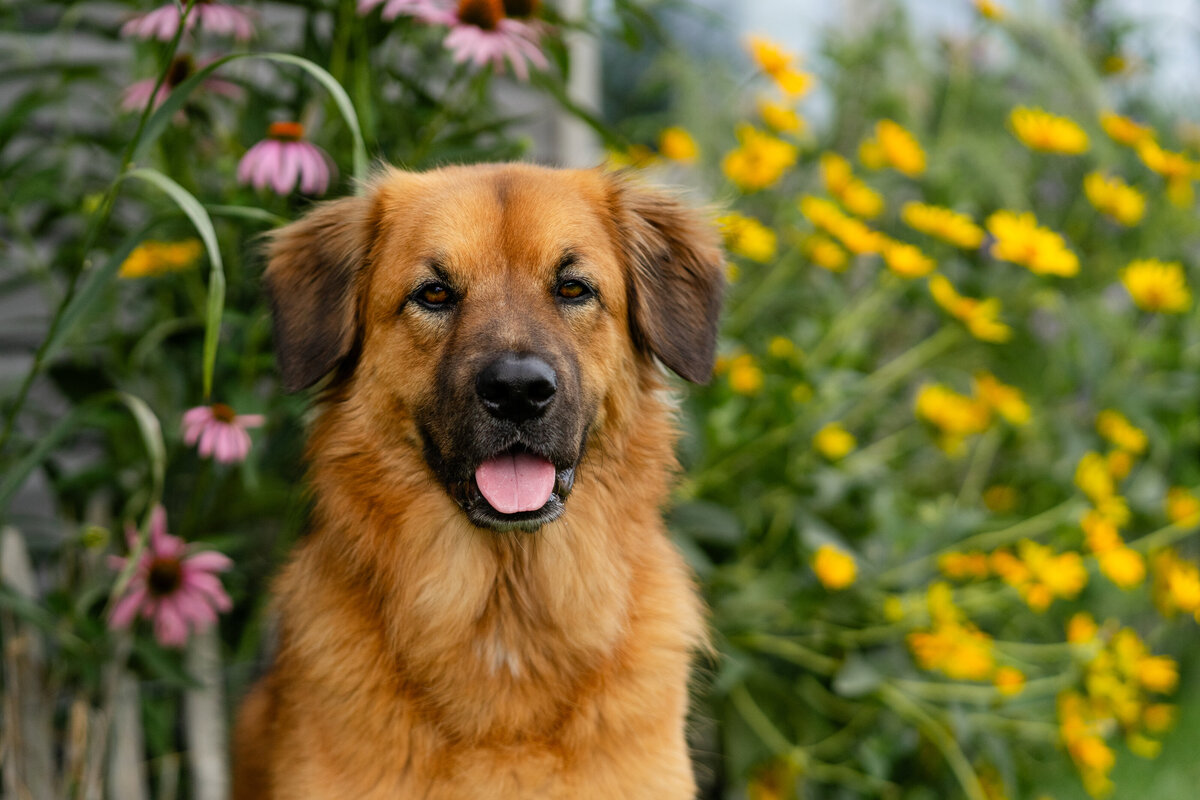 Jasper adoptaversary take ii (3 of 7)