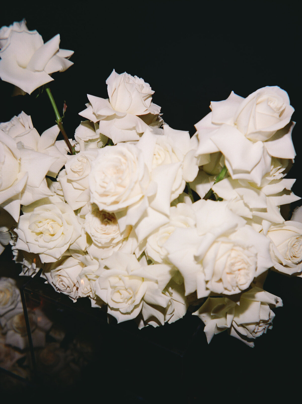 white roses on film with flash, editorial film brand photography for florists, Detroit, Michigan