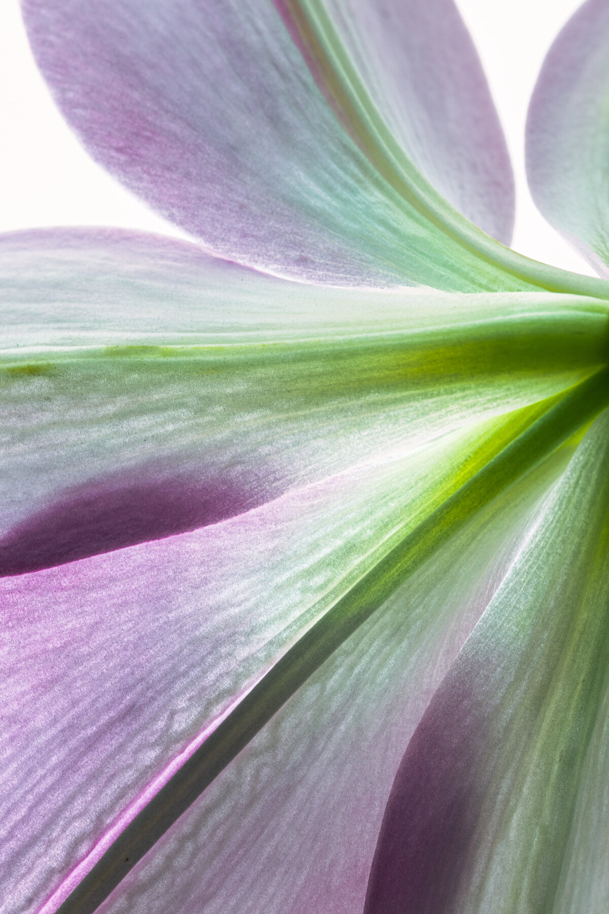 flower_underside_2904