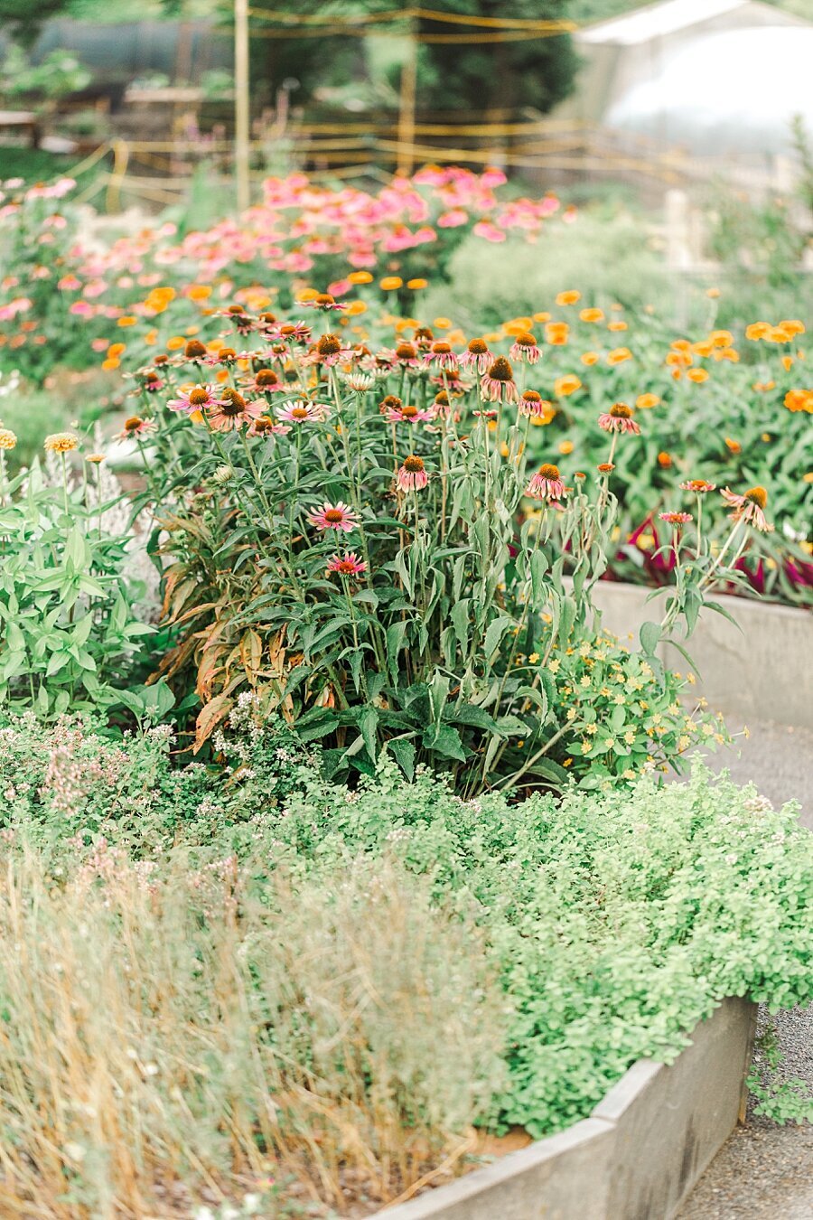 norfolk botanical gardens engagement session_3253