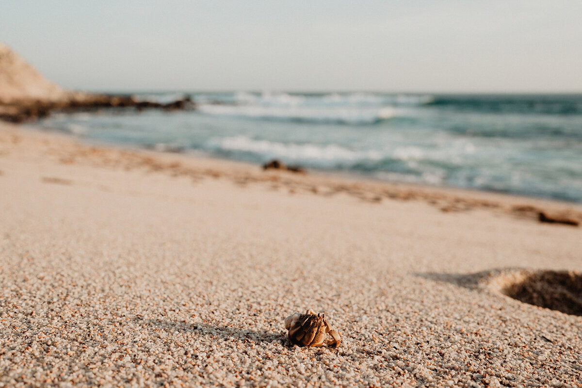 Floral Farms Cabo Wedding- Sonia & Jason (3)