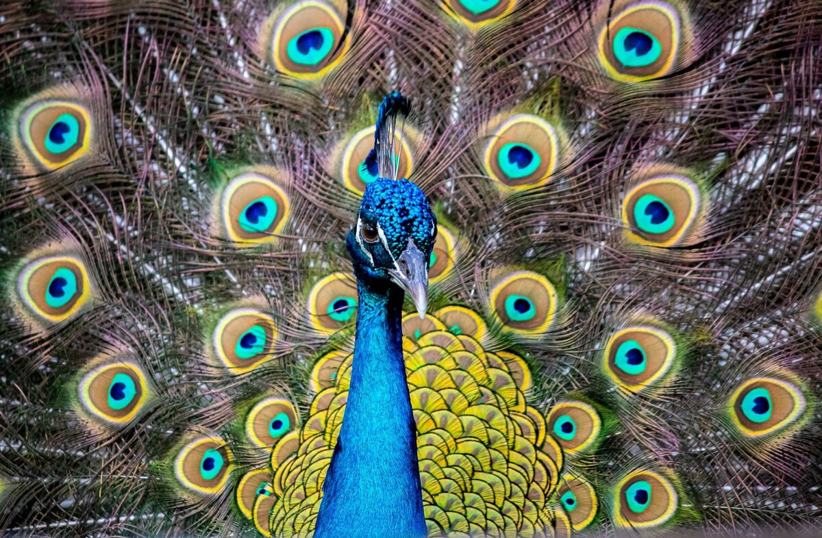 Peacock-bbb0e131-2500