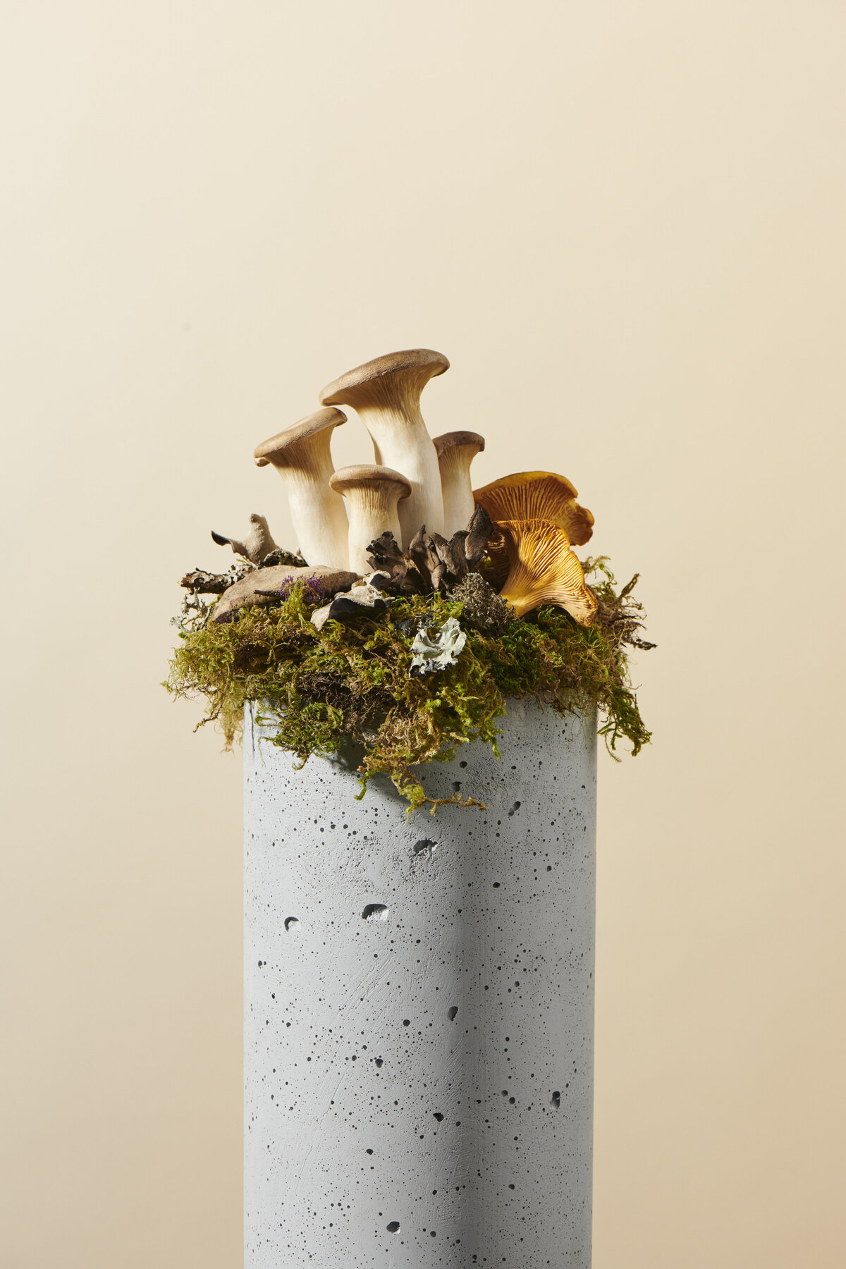 mylo_fungi_04_000905_R1_low-contast