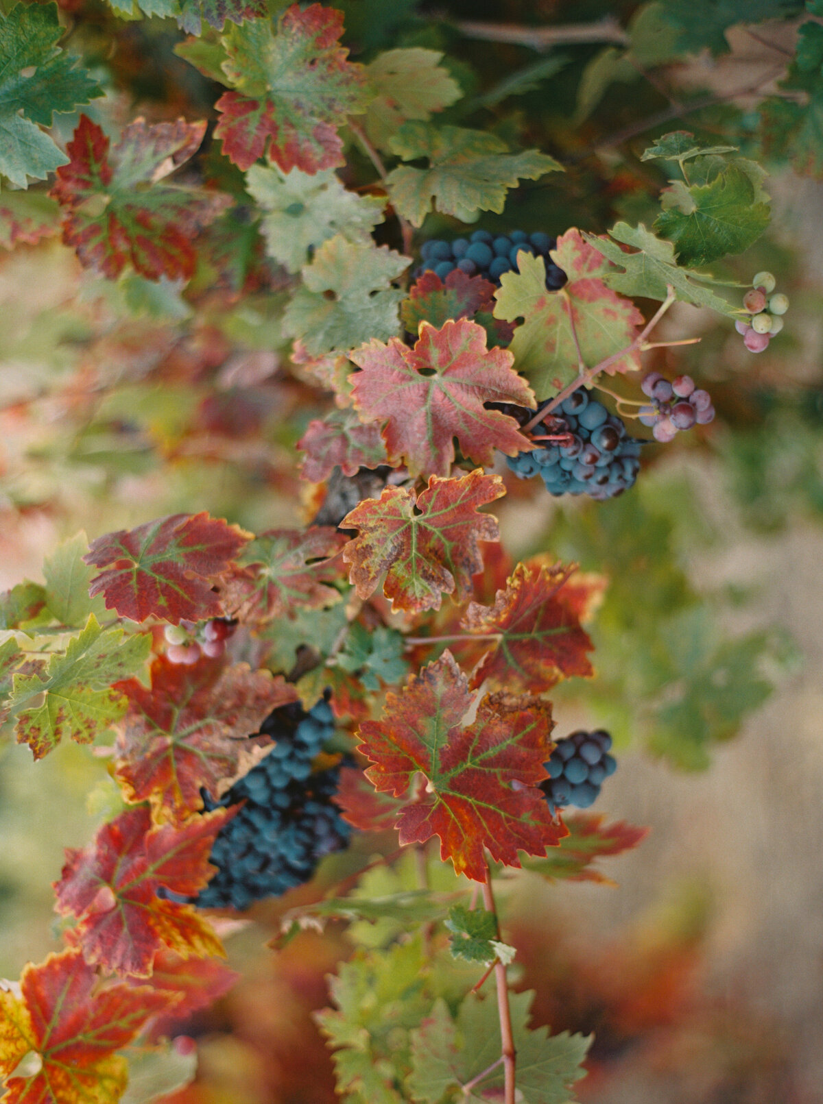 Hammersky_Vineyards_Paso_Robles_Wedding_023