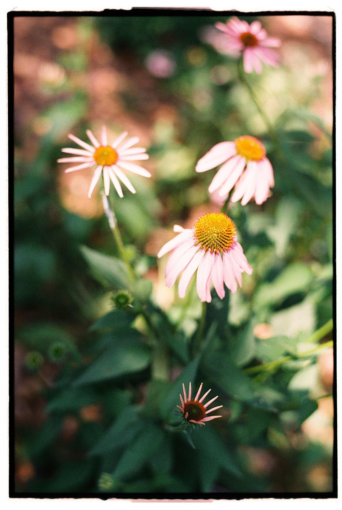 Amber_Watson_Film_Florals (2)