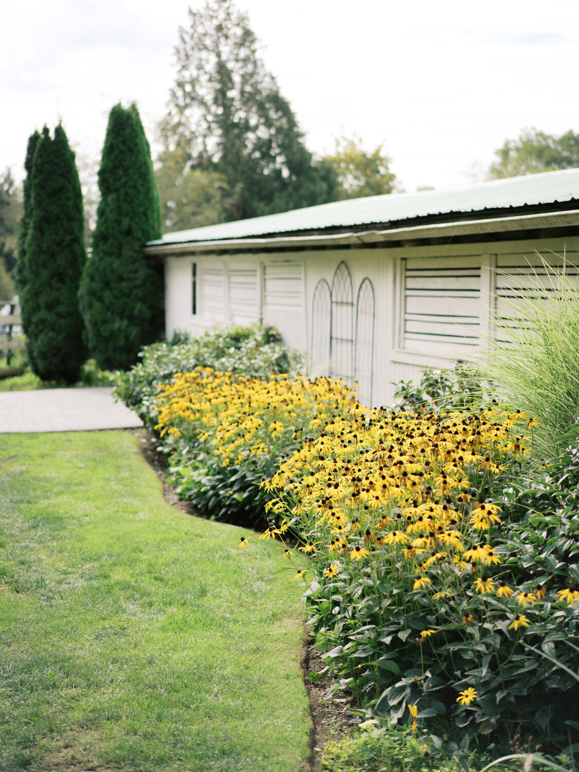 Vibrant yellow flowers lining a pathway near a white barn