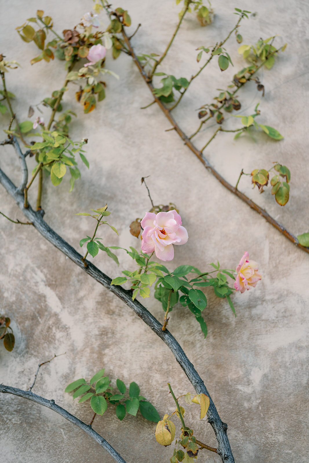 Close-up of pink climbing flowers growing on textured stone wall at Château de Tourreau.