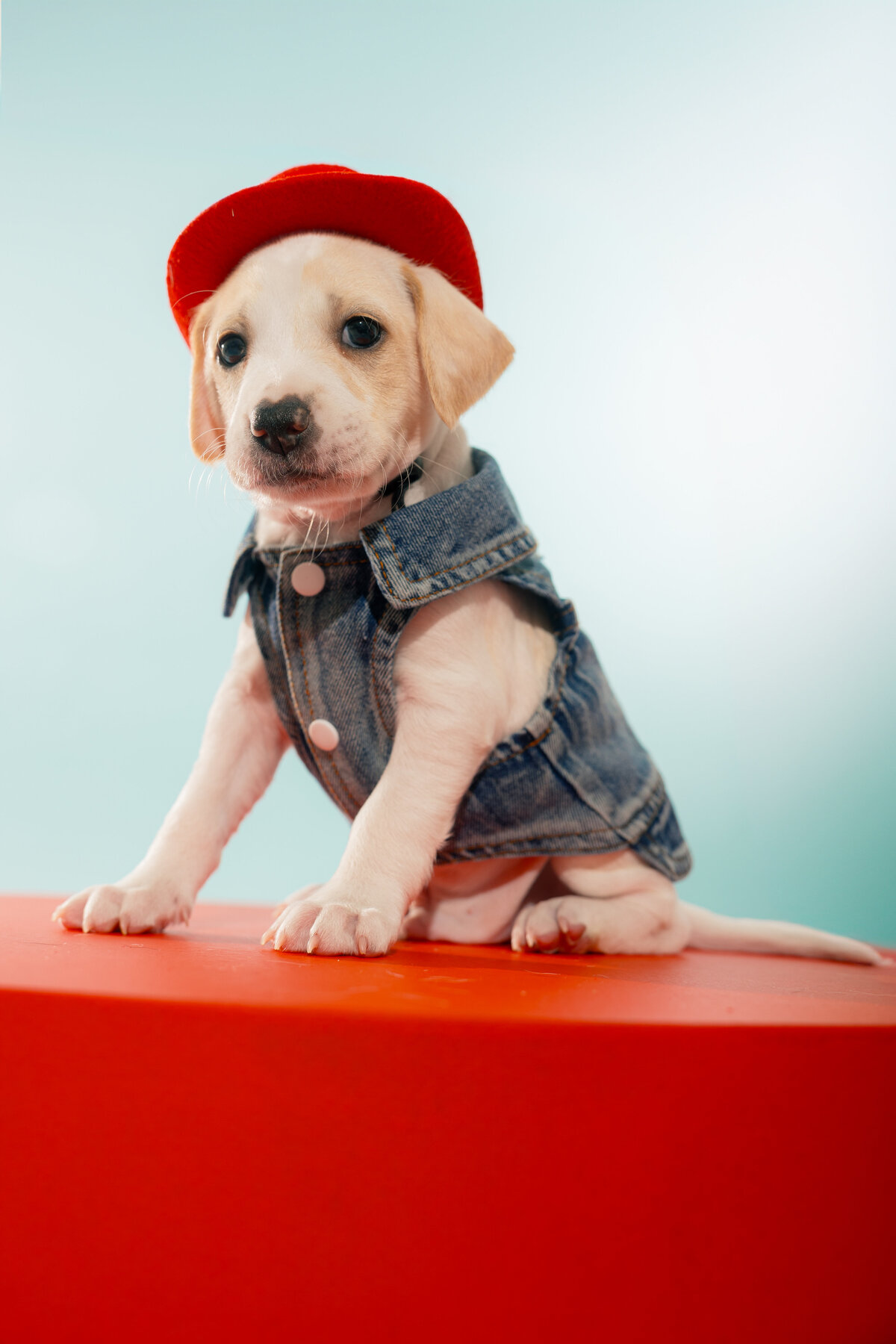 denimpuppiesTAP_-26