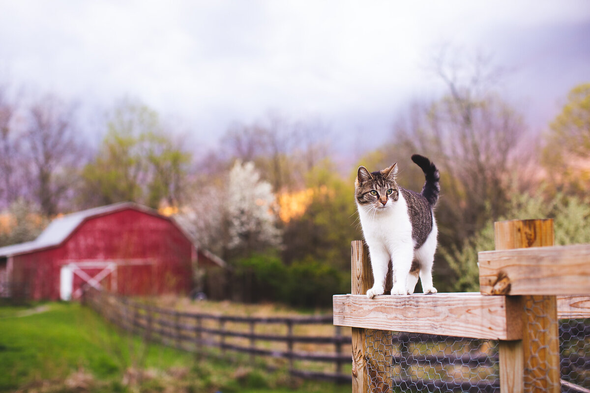 red_barn_cat_spring_louisville_pet_photographer
