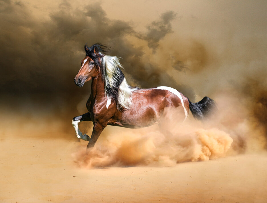 stunning-steeds-photo-pinto-paso-fino-stallion