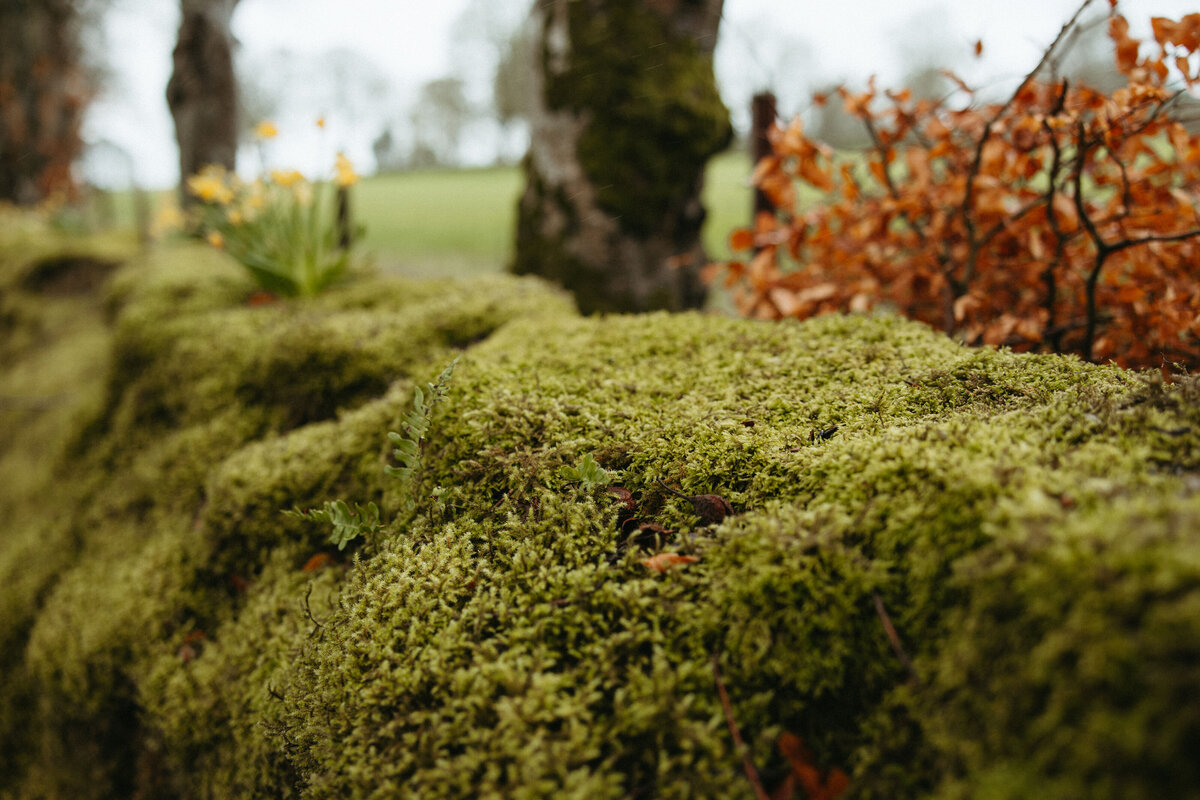 Close-up of vibrant green moss covering the ground in a lush Irish park, with blurred trees in the background