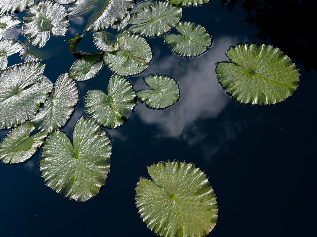 Alycia and Jonathan-Carrie King Photographer-42_websize