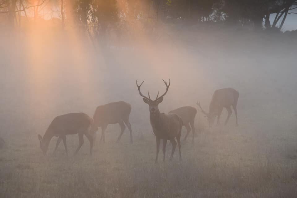 herd of elk deer in the fog