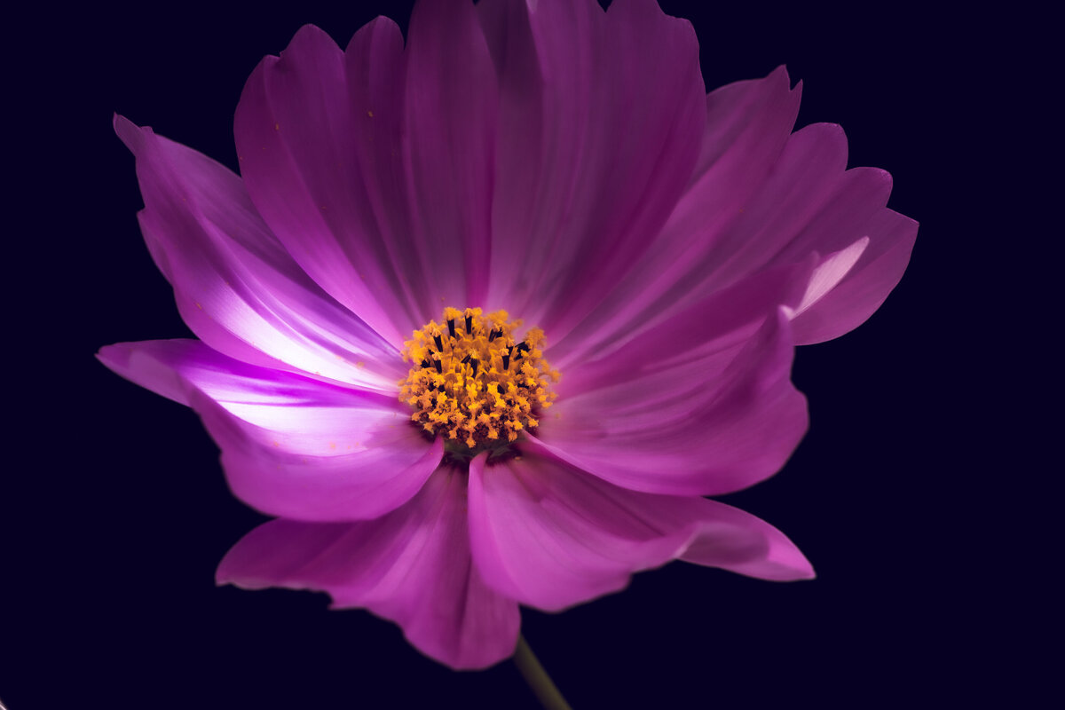 cosmos_1066