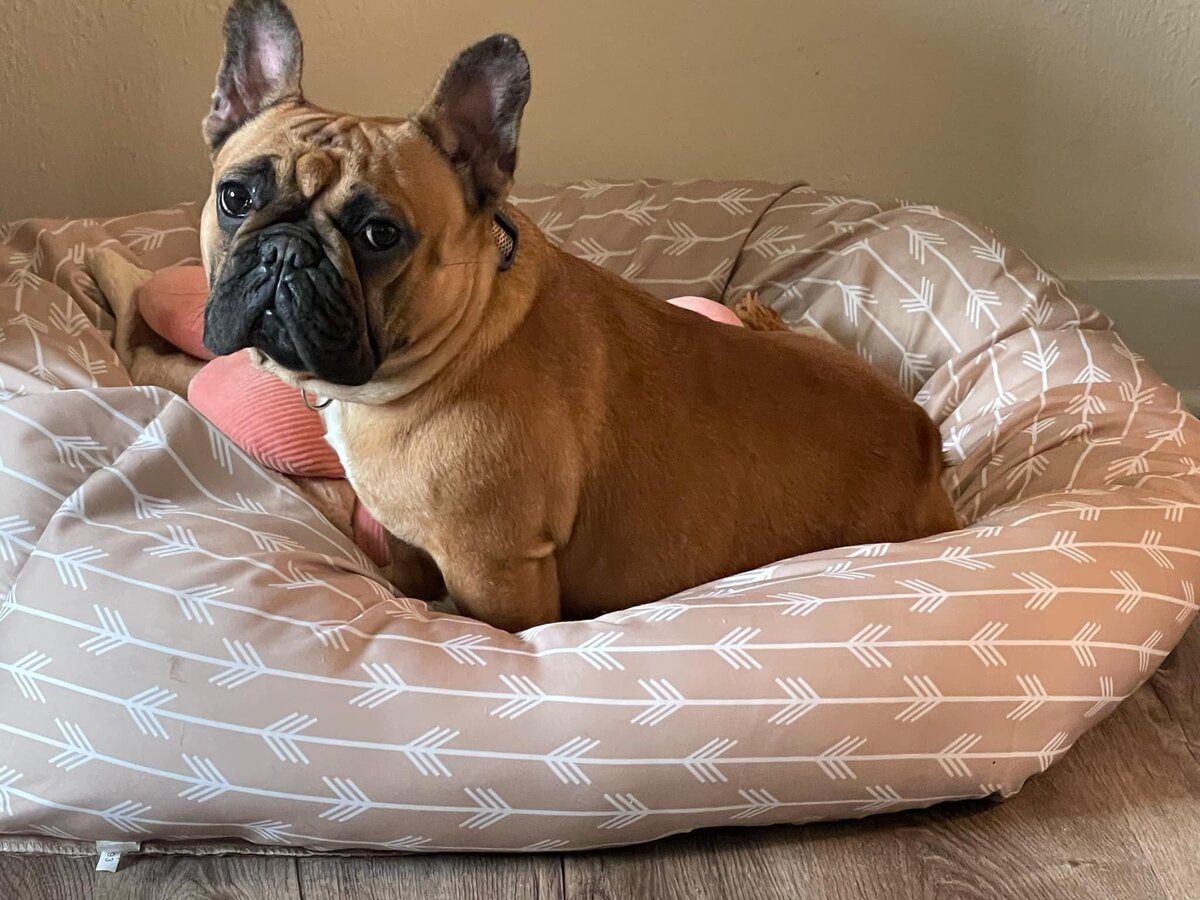 Masked red fawn french bulldog posing on her dog bed