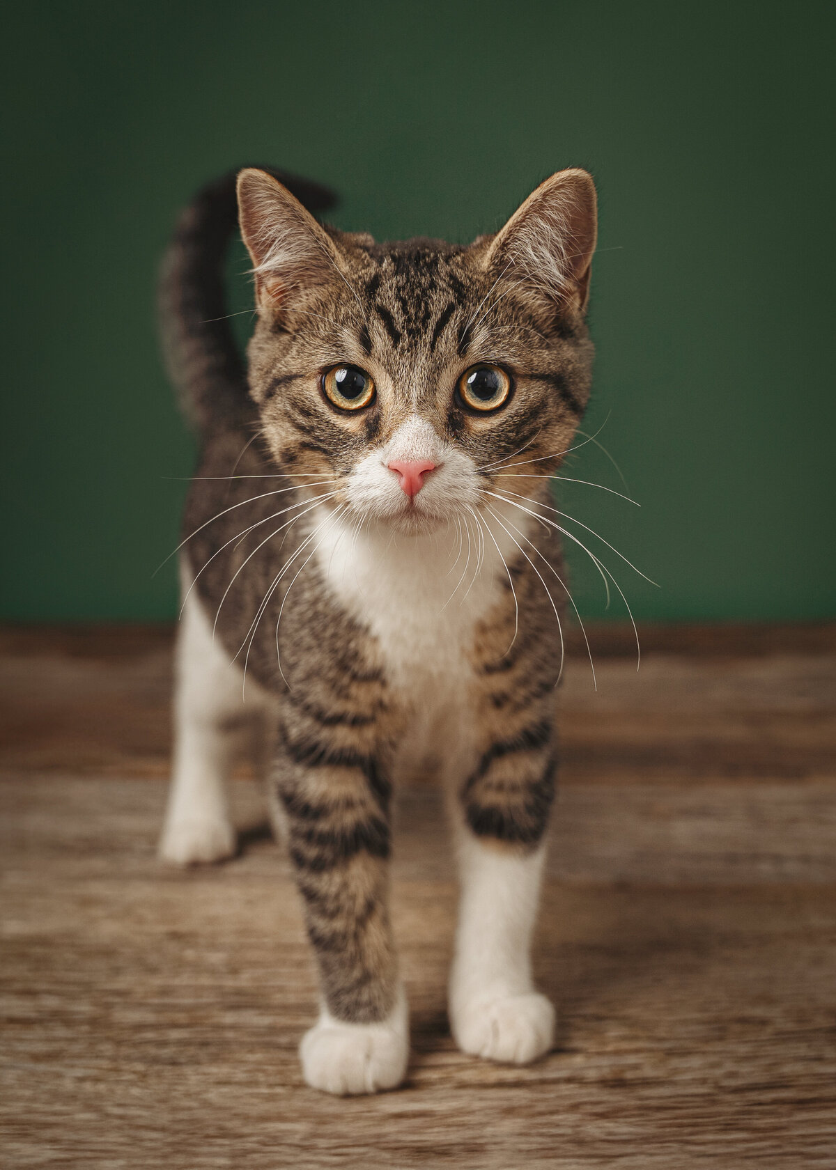 grey-bruce-owen-sound-photographer-pets-7