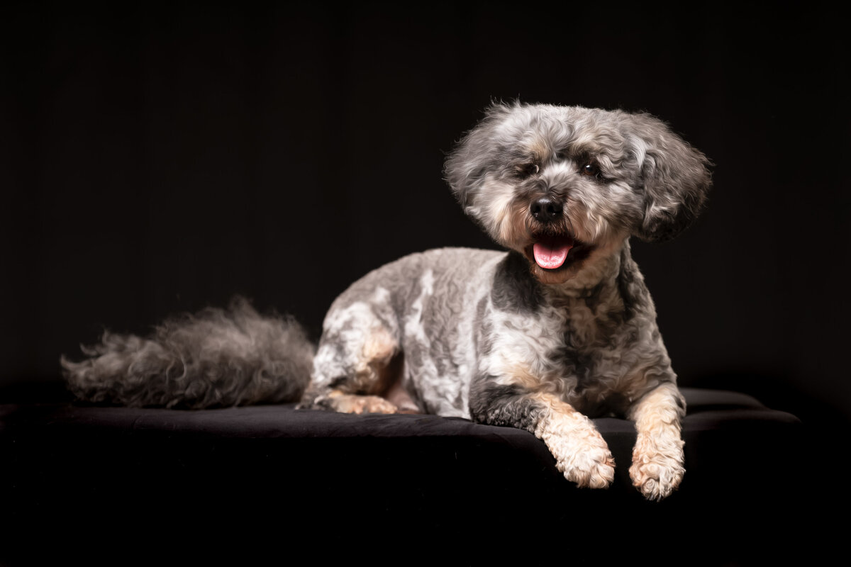 seattle-pet-photographer-5