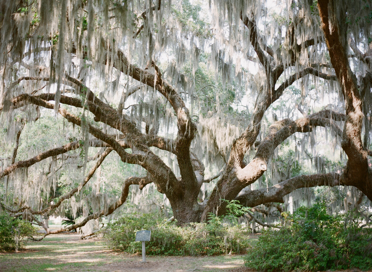 MelissaSchollaert-JekyllIsland-01