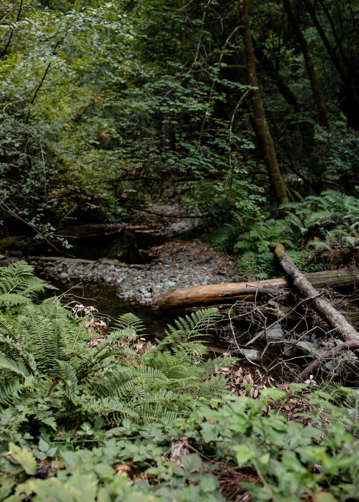 08242022_Rebecca+CharlesElopement_MuirWoodsCA_AnjaJensenPhotography-231