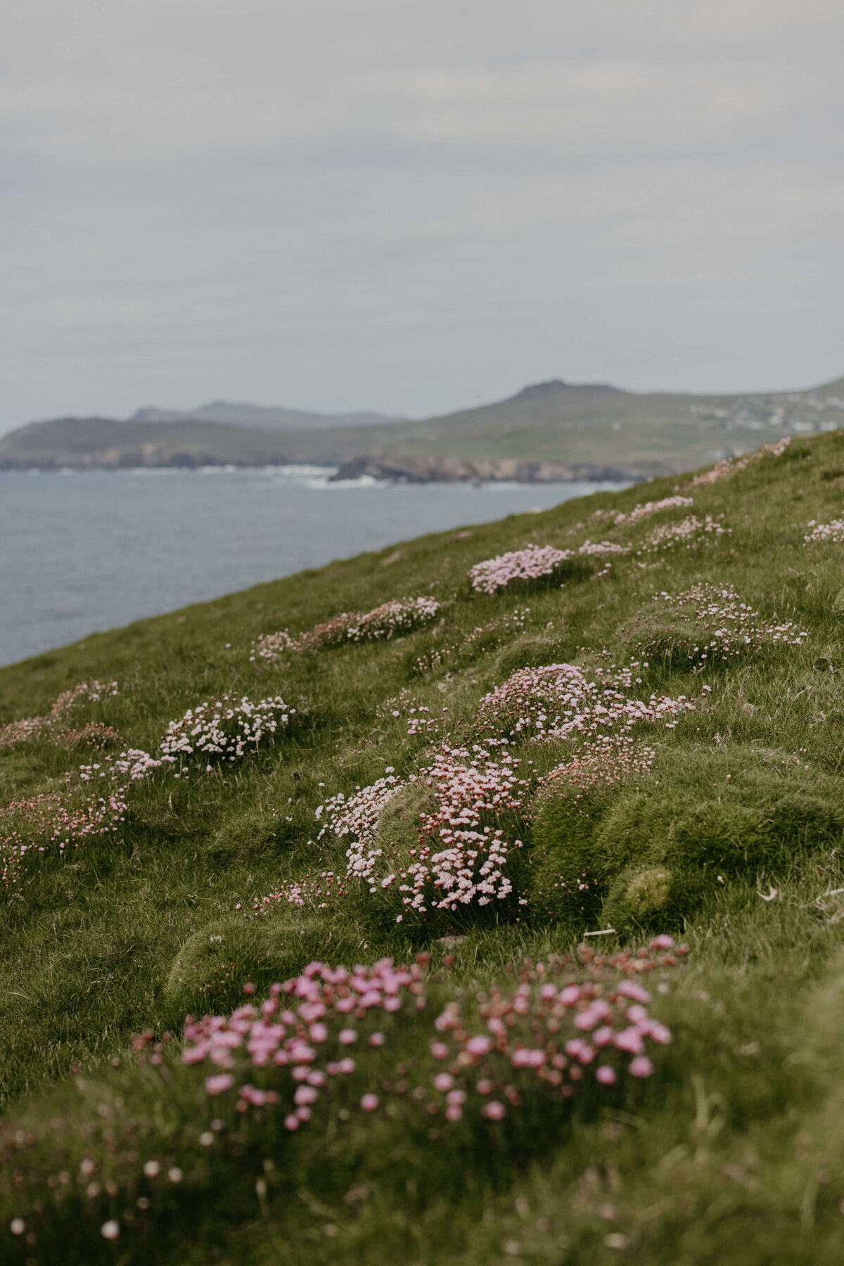 Pink flowers on the cliffs of Dingle, Ireland
