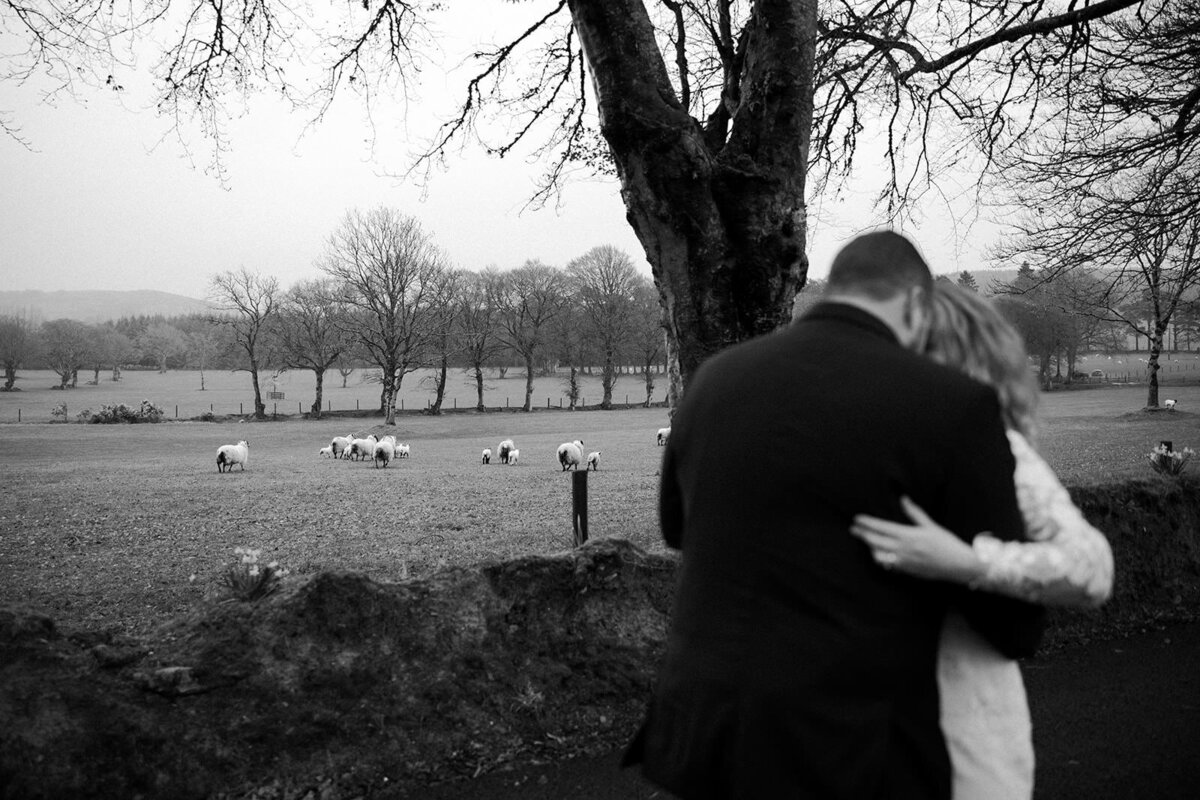 A black and white image of a couple embracing in a pastoral landscape with sheep grazing in the background
