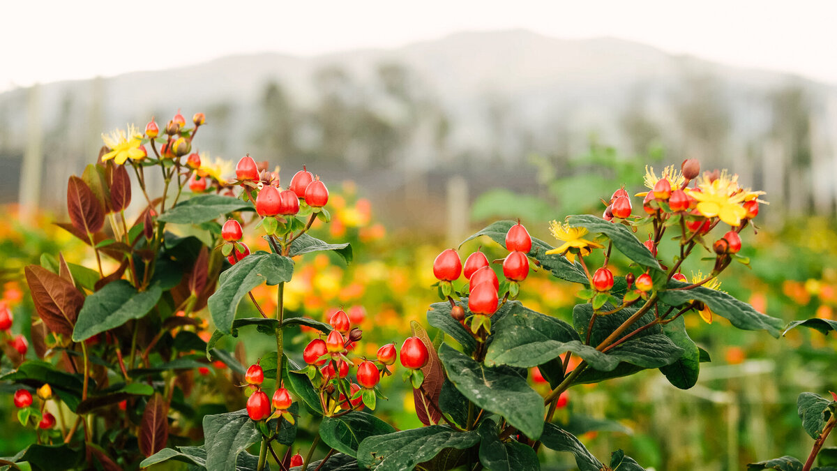 Farm-Exports-Lifestyle-46