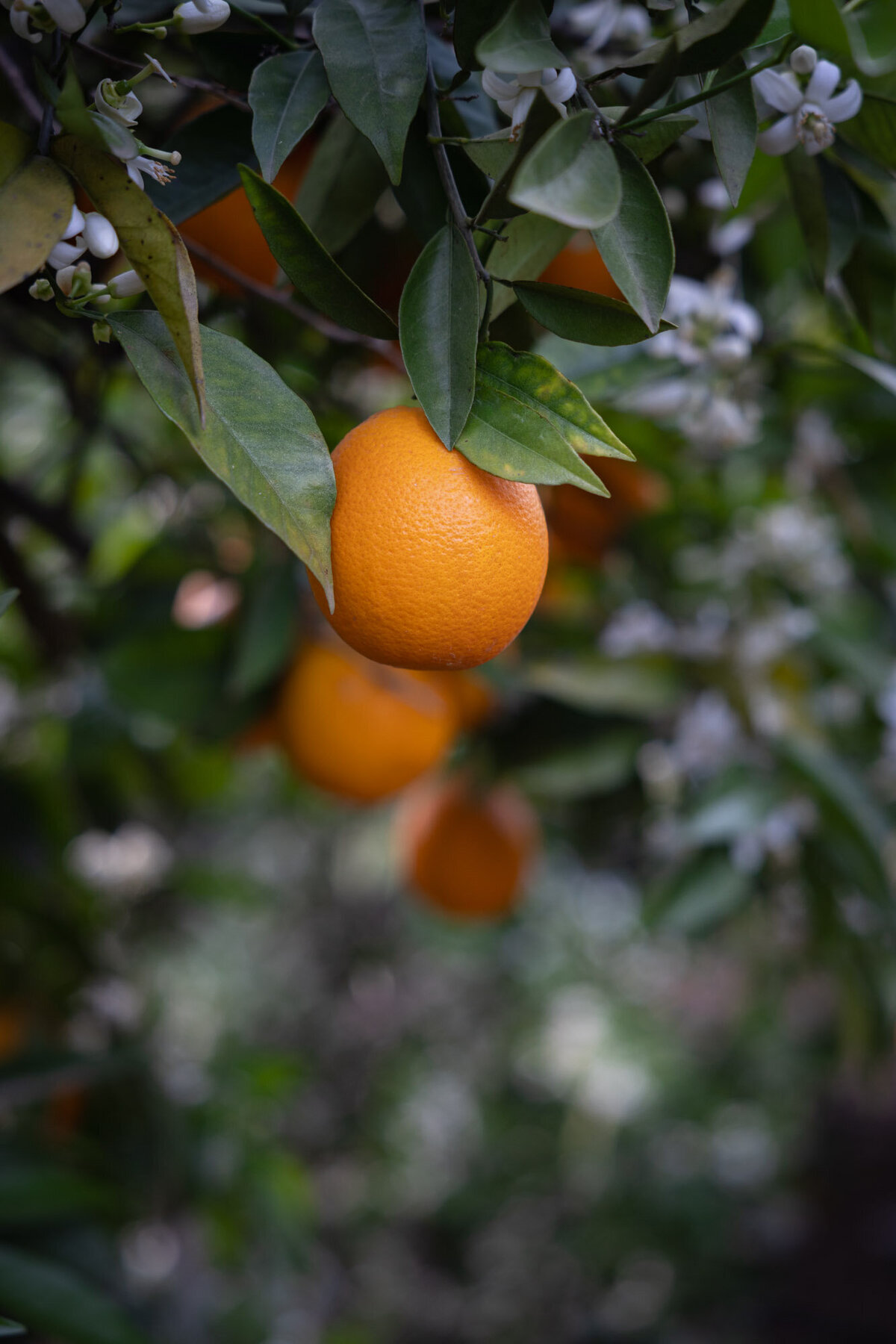 Fotografie Dorien Paymans voor La Ruta Naranja LR 20250609-8962