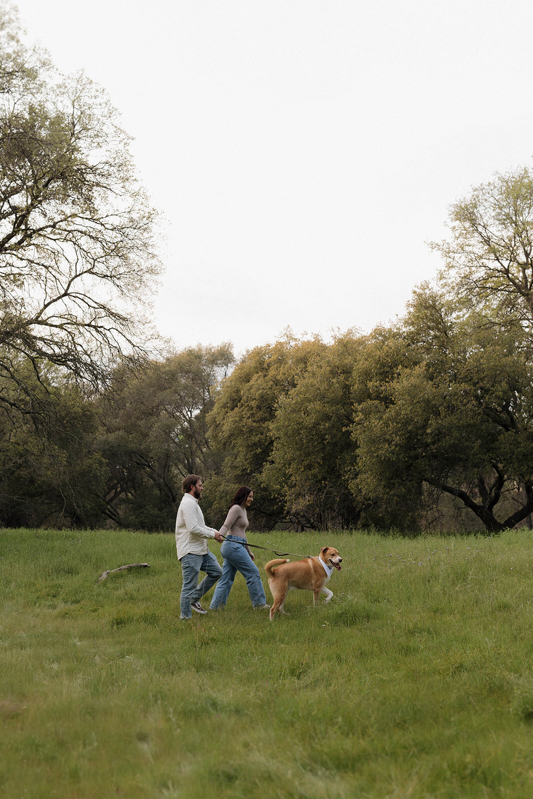 Editorial wedding photographer captures a candid moment of a stylish couple walking their dog, surrounded by lush greenery and trees in a peaceful California landscape.